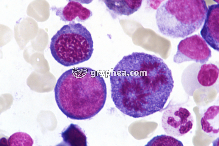 Moelle osseuse humaine cellules en mitose - anaphase x400 - gryphea.org